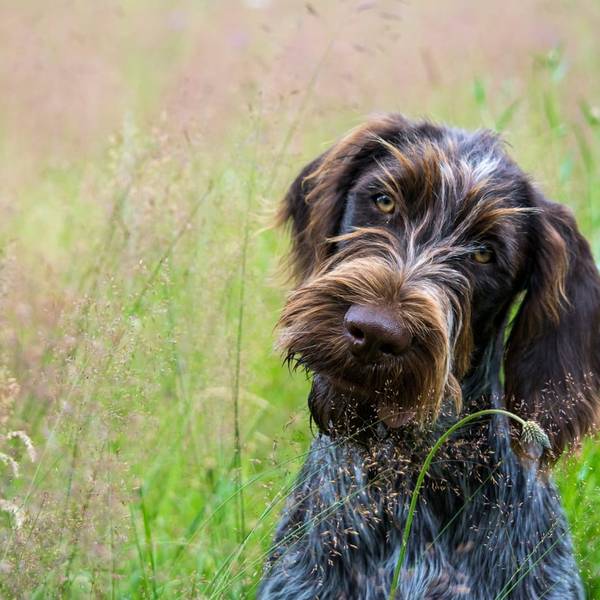 Czech Dog Breeds